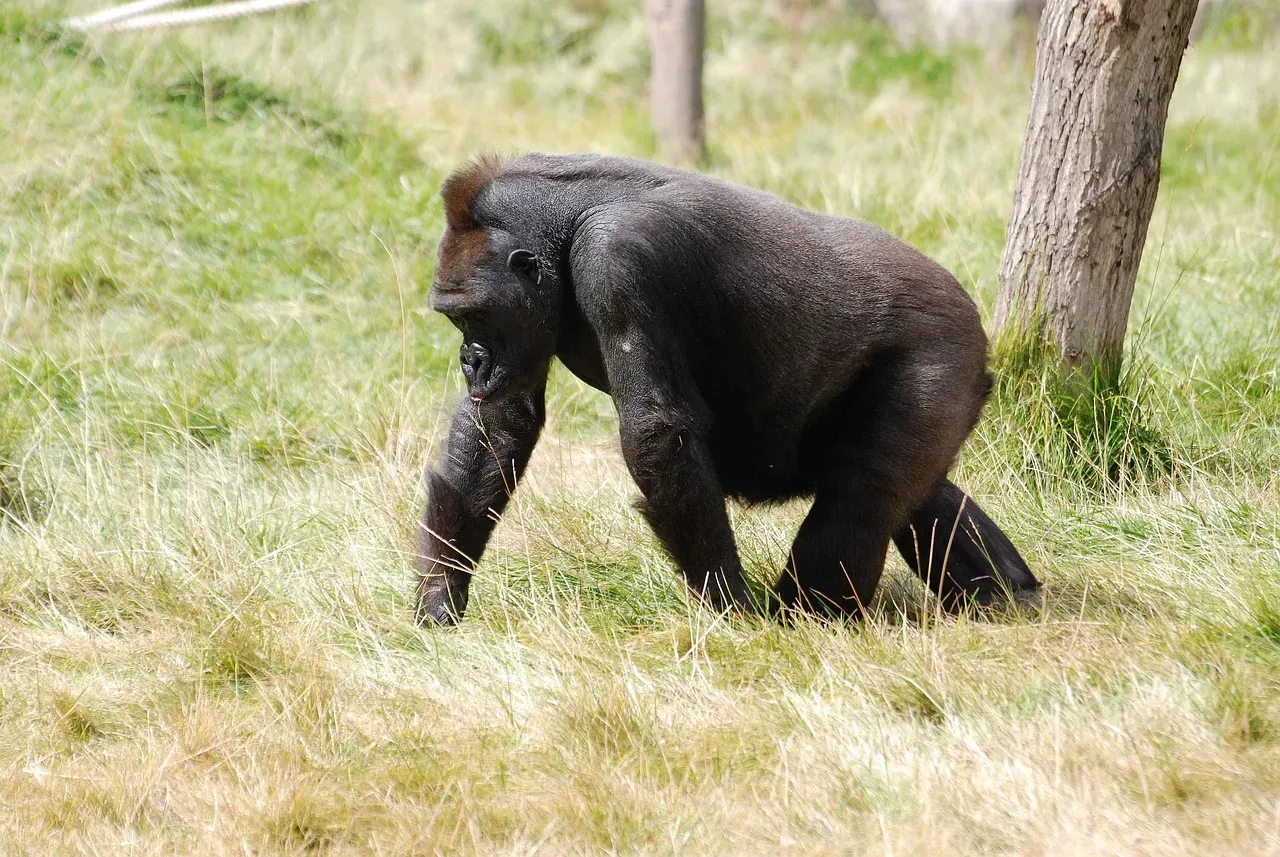 Mountain Gorillas: Defying Extinction in War-Torn Regions (Image Credits: Pixabay)