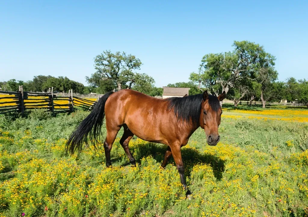 Central Texas and Beyond: Preservation from the Ground Up (Image Credits: Rawpixel)