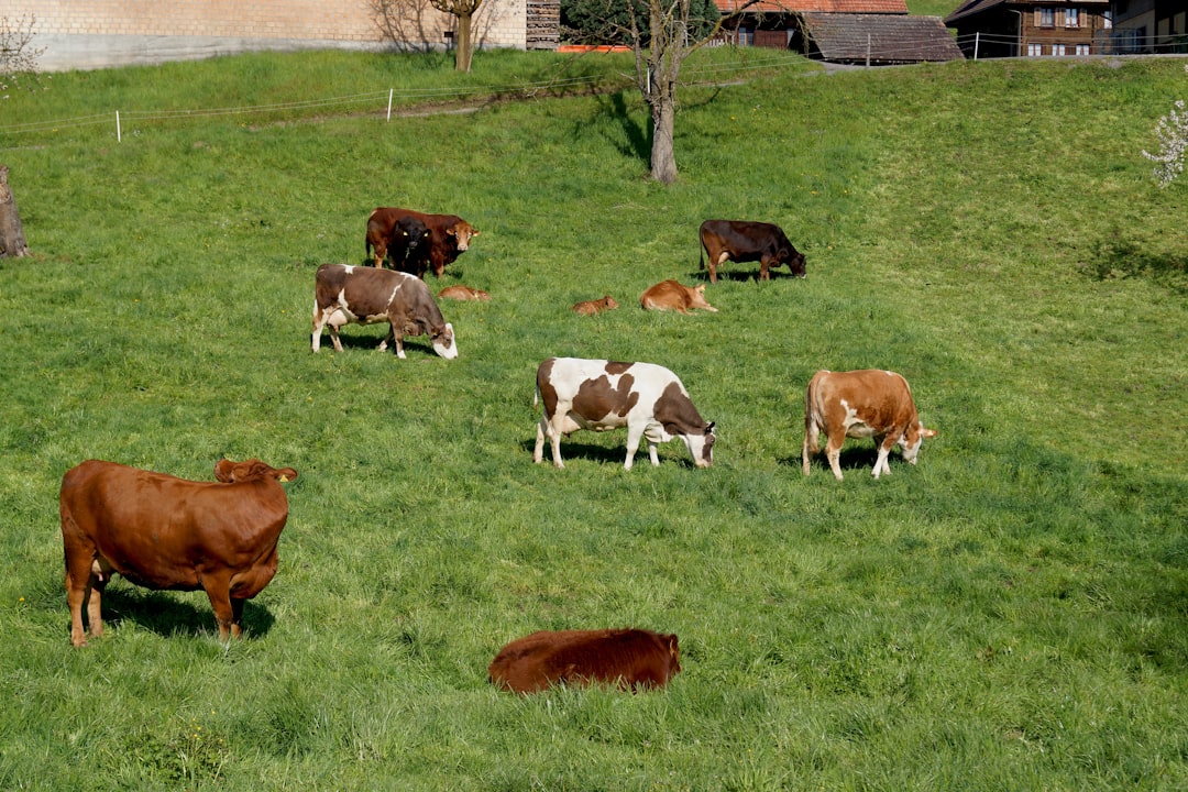 The Groundbreaking Italian Farm Study (Image Credits: Unsplash)