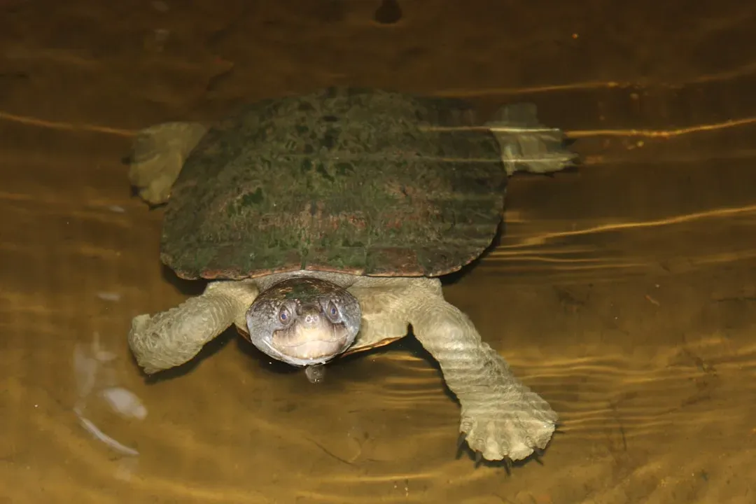 Yangtze Giant Softshell Turtle: Racing Against Time (Image Credits: Unsplash)
