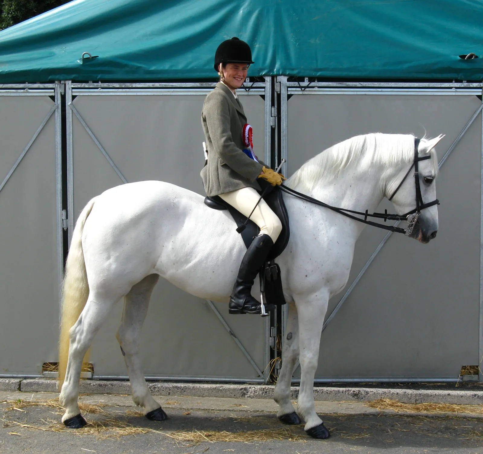 Connemara Pony: Tough, Talented, and Quietly Devoted (By Culnacreann, CC BY-SA 3.0)