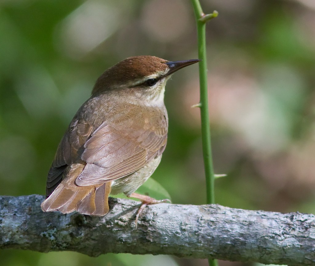 Swainson's Warbler (Image Credits: Flickr)