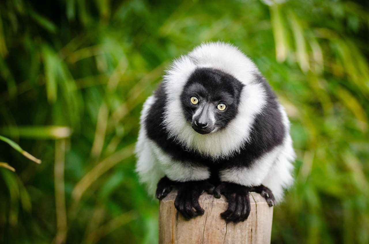 Nearly All Species Are Found Nowhere Else (Image Credits: Pixabay)