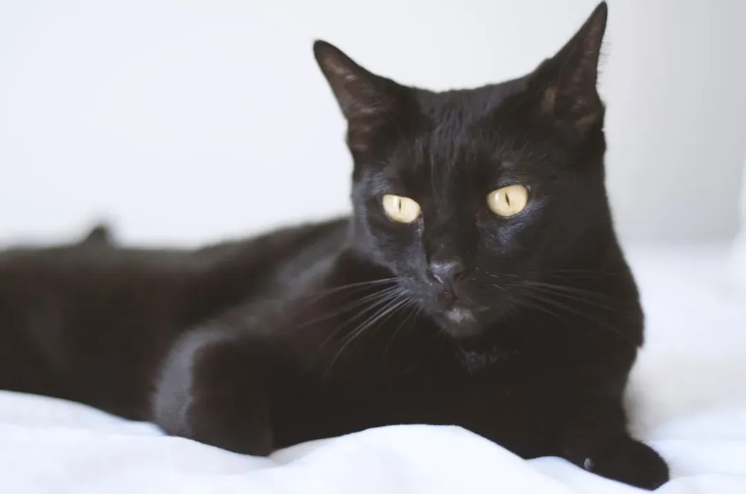 1. The Bombay: Dark, Loyal, and Magnetically Matched (Image Credits: Unsplash)