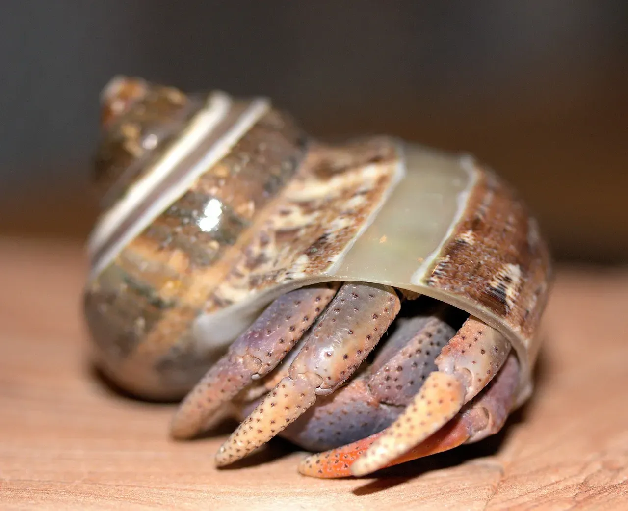 8. Hermit Crabs: The Surprisingly Fascinating Low-Key Pet (Image Credits: Pixabay)