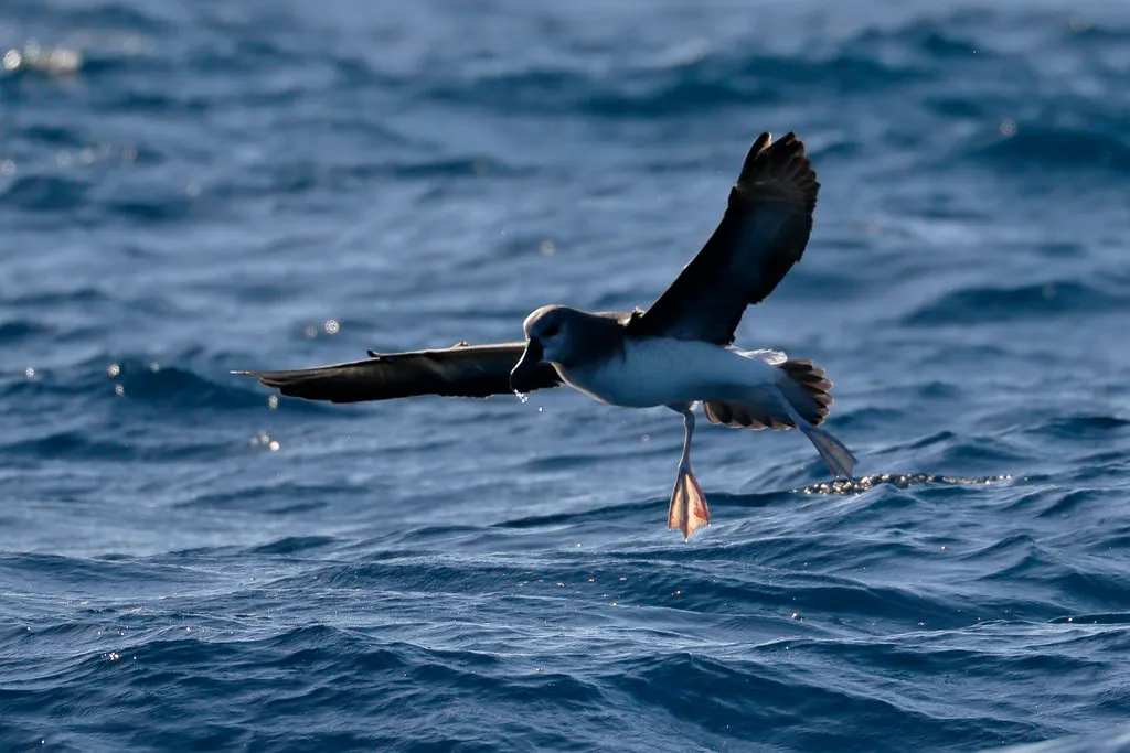 A Bird Almost Nobody Would Recognize (blachswan, Flickr, CC BY 2.0)