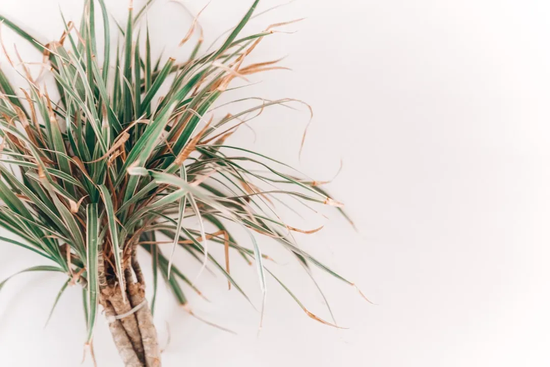Your Plant Is Stressed from Poor Light or Wrong Conditions (Image Credits: Unsplash)