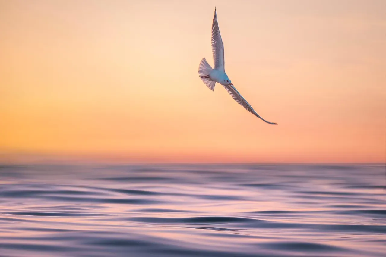 #3 Gemini: The Seagull (Image Credits: Pixabay)