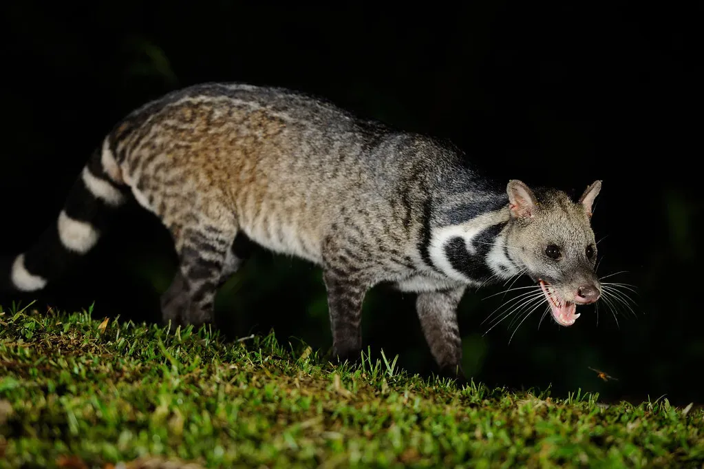 Shadows of the Night Hunter (Image Credits: Flickr)