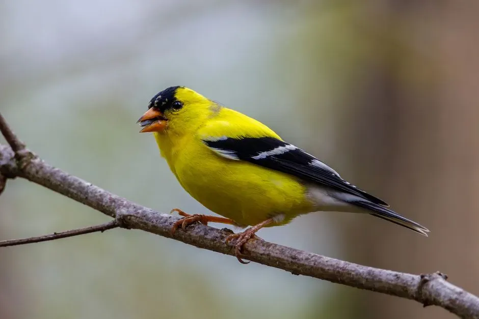 American Goldfinch (Image Credits: Pexels)