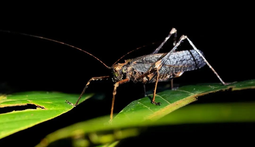 The Night Shift: Moths, Crickets, and Other After-Dark Regulars (Image Credits: Unsplash)