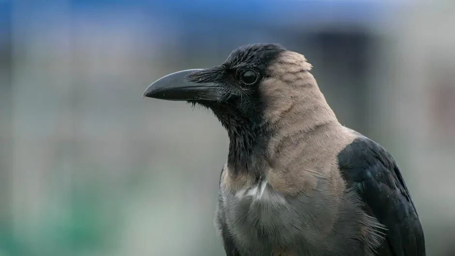 #1: Crows Recognize Individual Human Faces and Never Forget Them (Image Credits: Pexels)