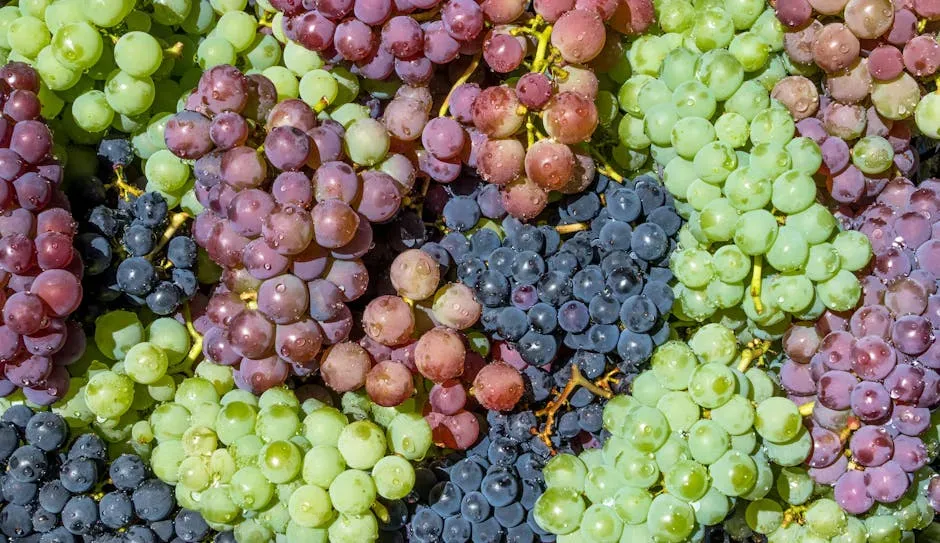 #1. Why Grapes and Raisins Are the Food Vets Most Urgently Warn Against (Image Credits: Pexels)