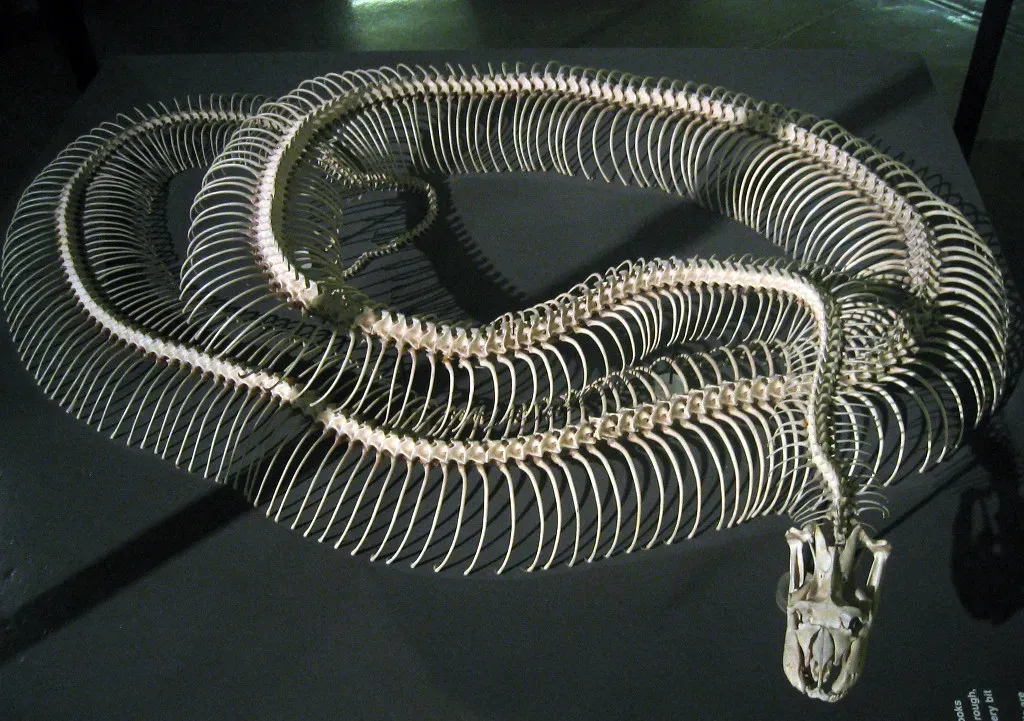 Myth #6: Snakes Are Boneless (get directly down, Flickr, CC BY 2.0)