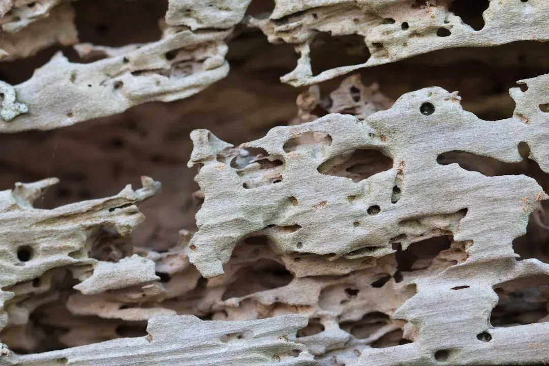 Termites: The Silent and Costly Destroyers (Image Credits: Unsplash)