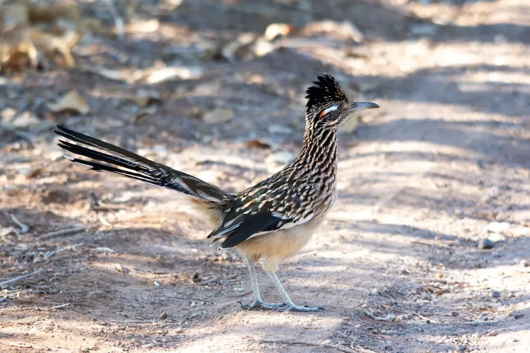 Aries: Roadrunner (Image Credits: Unsplash)