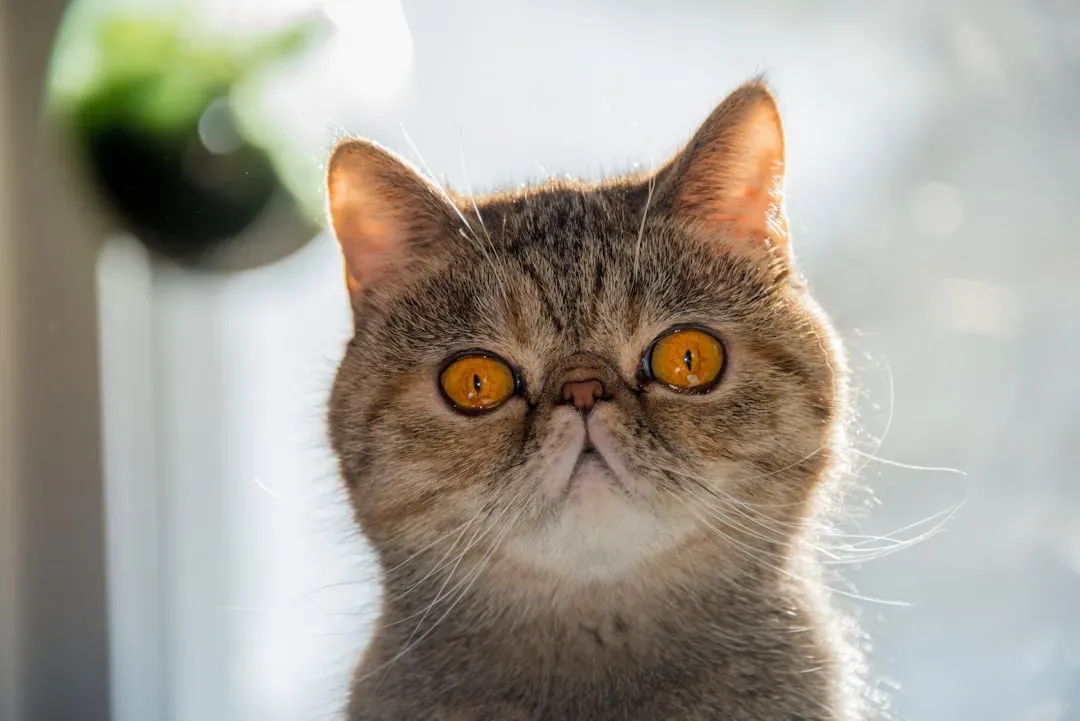 Exotic Shorthair: Quiet and Selective (Image Credits: Unsplash)