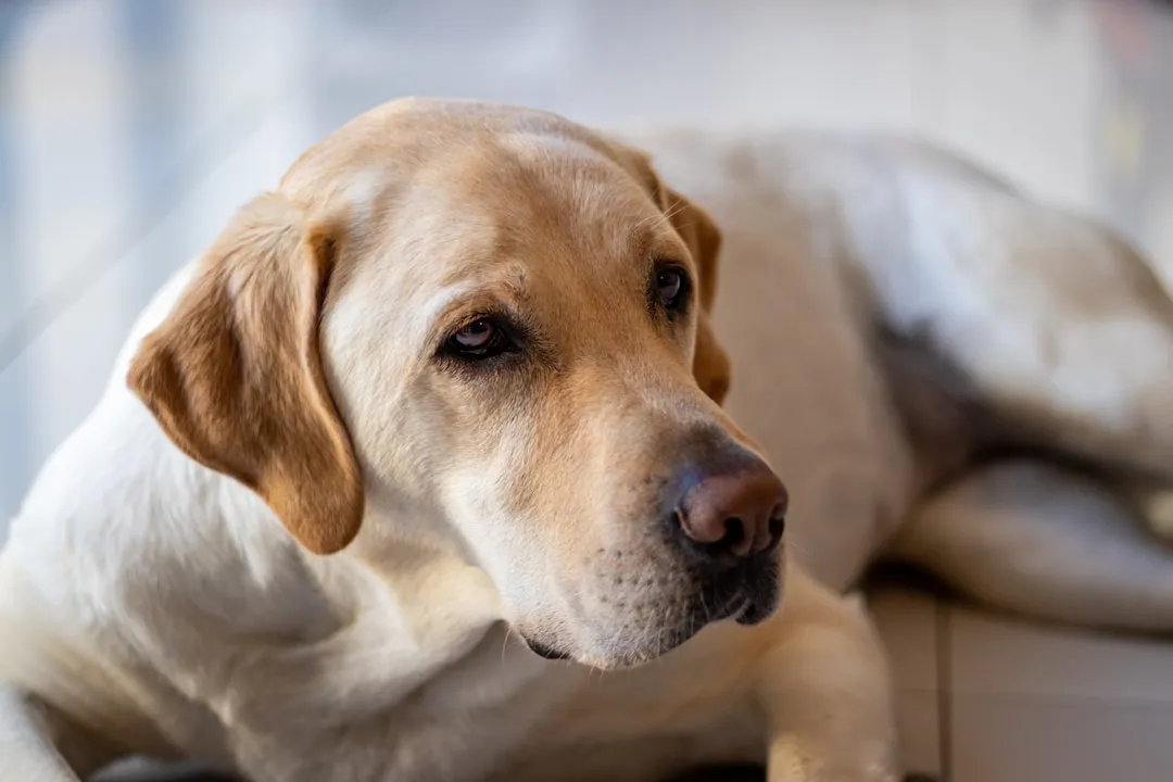 #1 - Labrador Retriever: The Shadow You Can't Shake (Image Credits: Unsplash)