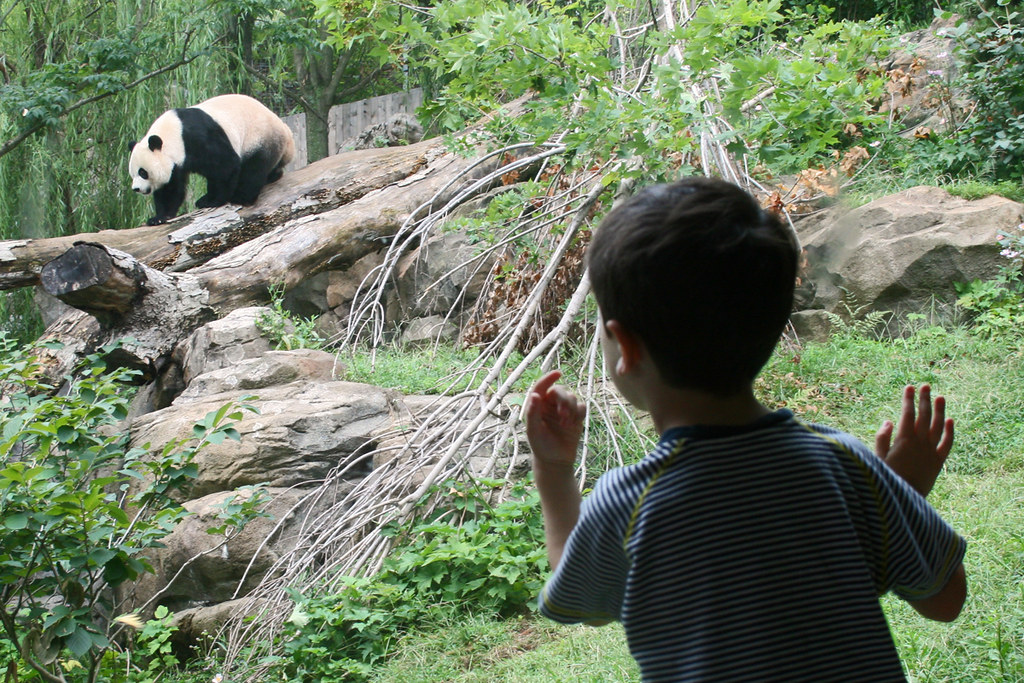 The Neural Network Behind Animal Recognition (Image Credits: Flickr)