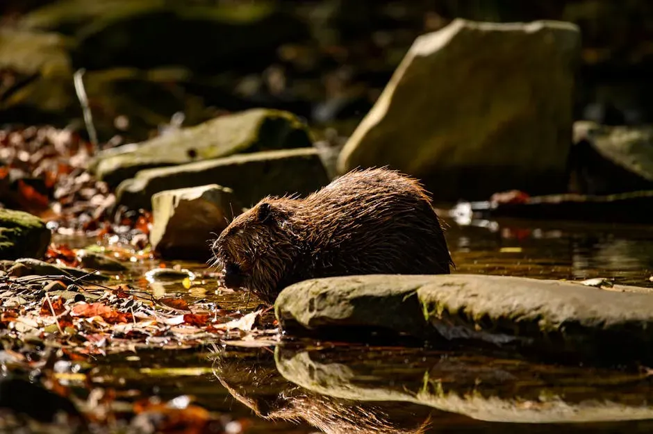 How Beavers Rewire Rivers And Streams (Image Credits: Pexels)