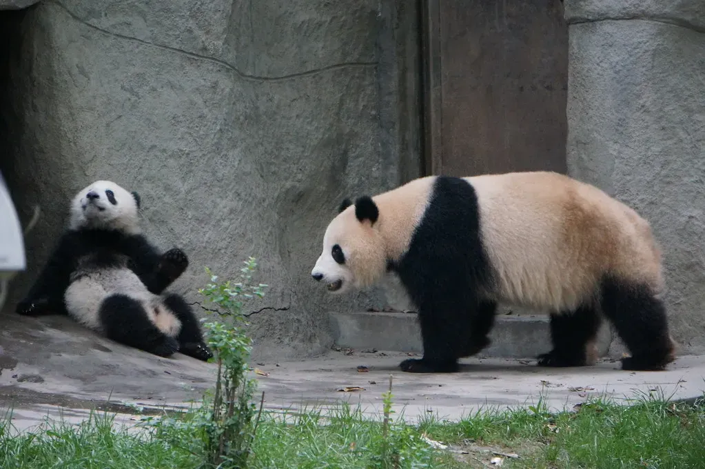 Giant Panda Mothers: Devoted Despite the Odds (Image Credits: Flickr)