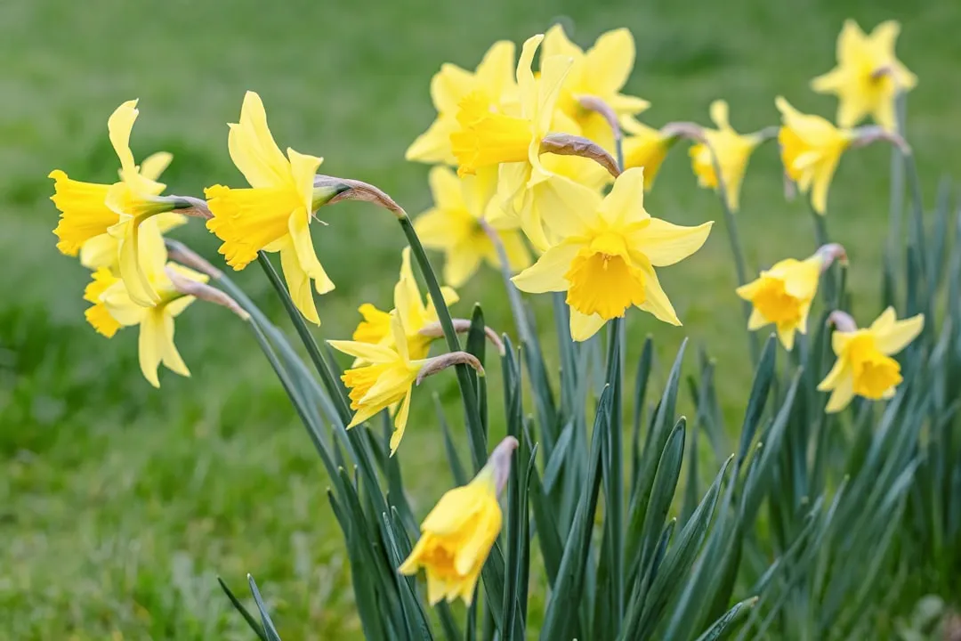 #14 - Flowering Bulbs (Daffodils, Alliums, Snowdrops, Etc.) (Image Credits: Unsplash)
