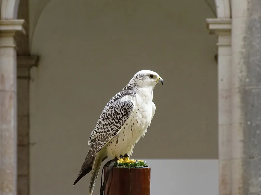 #1: Aries Moon - The Falcon (Image Credits: Unsplash)