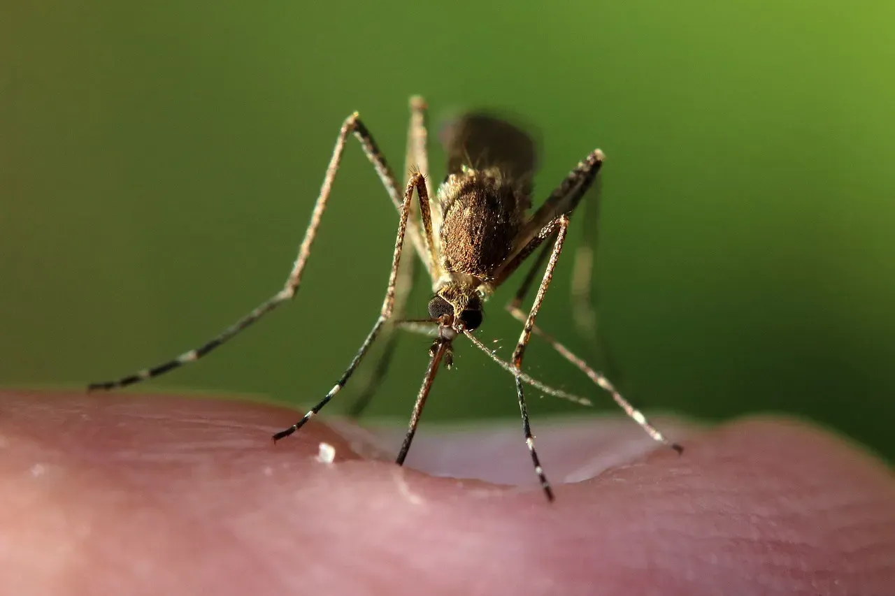 5. The Bloodsucking Mosquito (Image Credits: Pixabay)