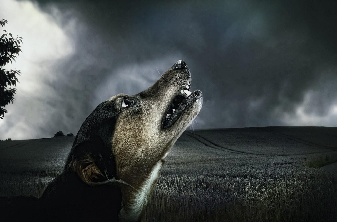 The High-Pitched Sound Trigger (Image Credits: Pixabay)