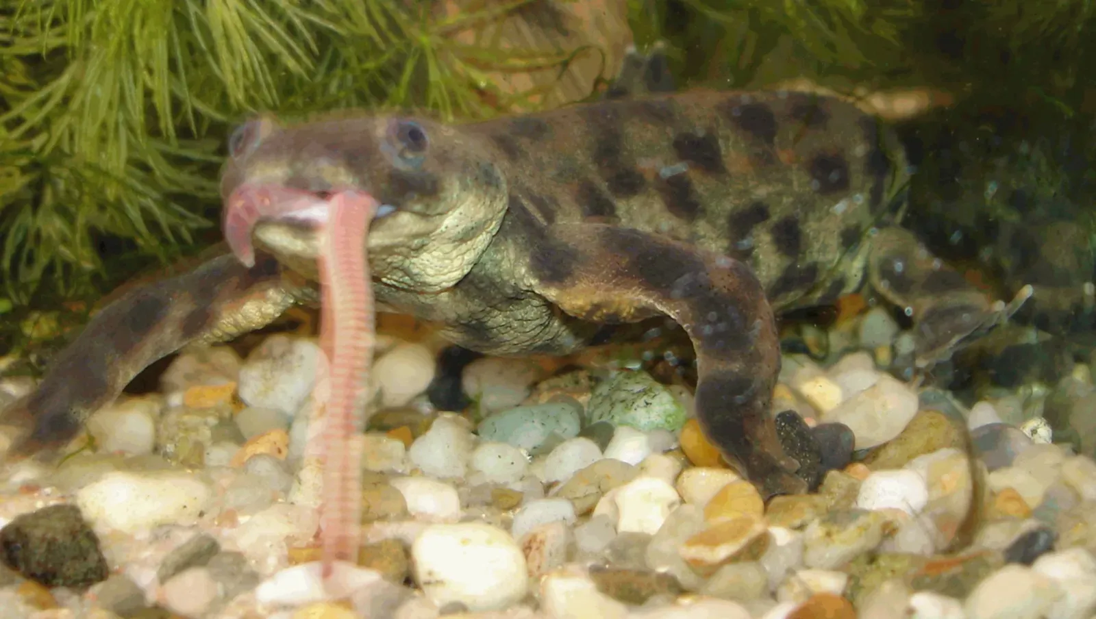 The Ribs Come Pre-Coated in Poison (By User:Ark pl wiki, CC BY 3.0)