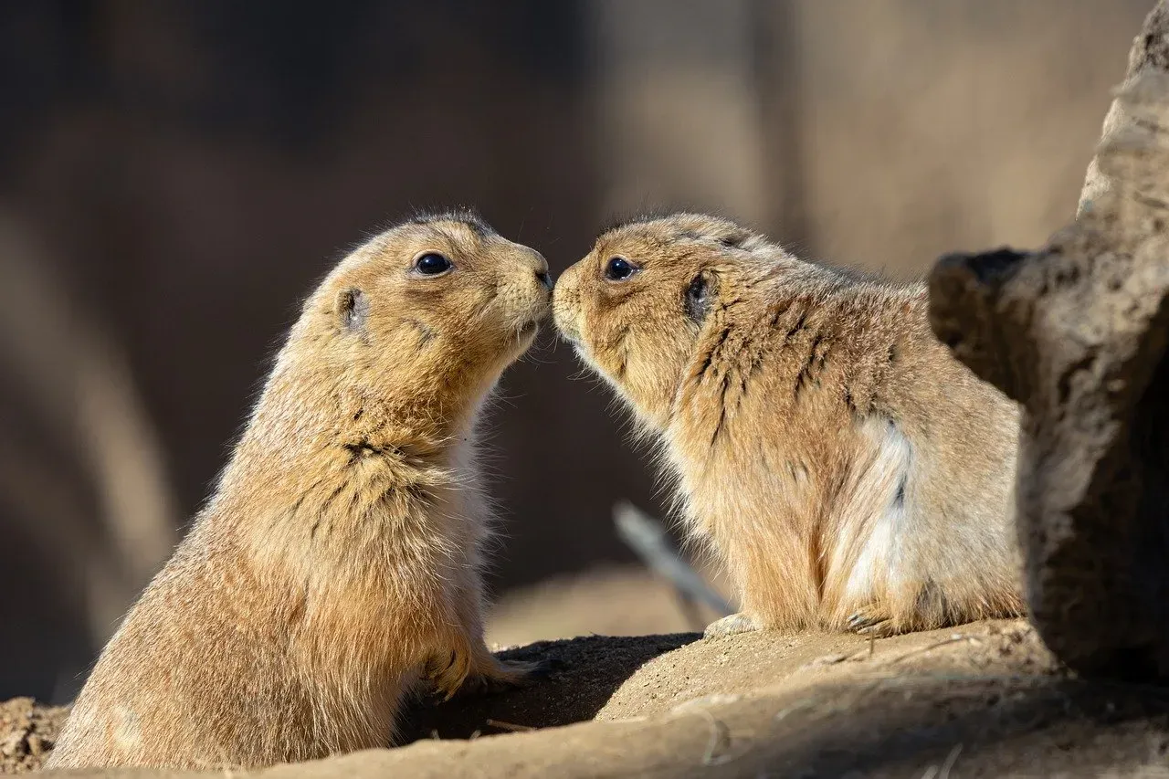They Greet Each Other With Kisses (Image Credits: Pixabay)