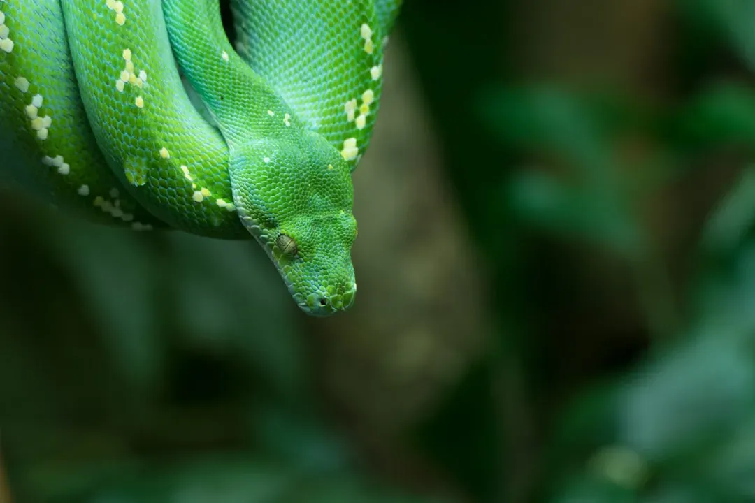 Mexico's Dangling Bat-Hunting Snakes (Image Credits: Unsplash)