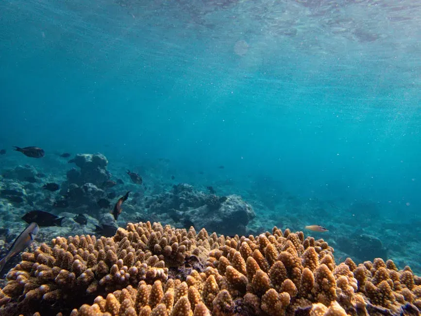 Conclusion: A Living Ocean Is Still Within Reach (Image Credits: Pexels)