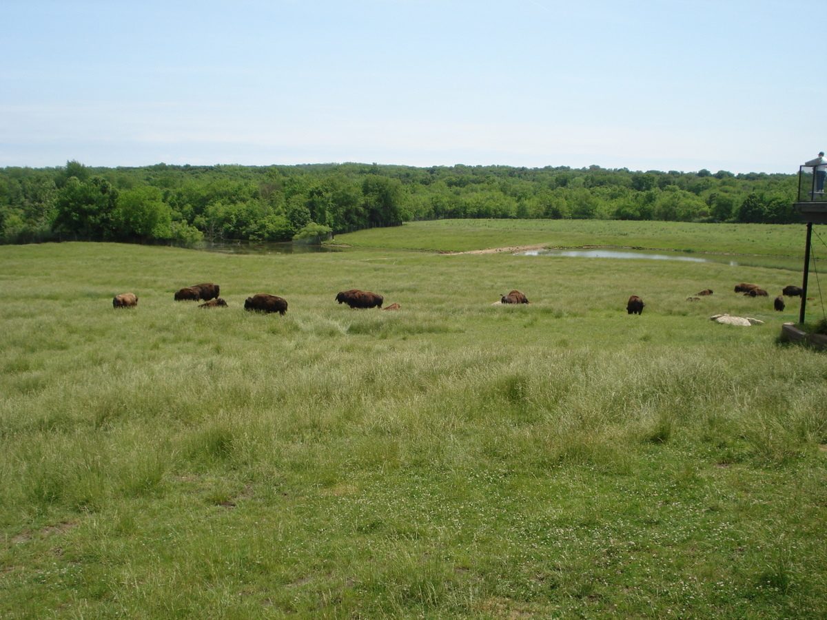 Nebraska's Prairie Giants (Image Credits: Wikimedia)
