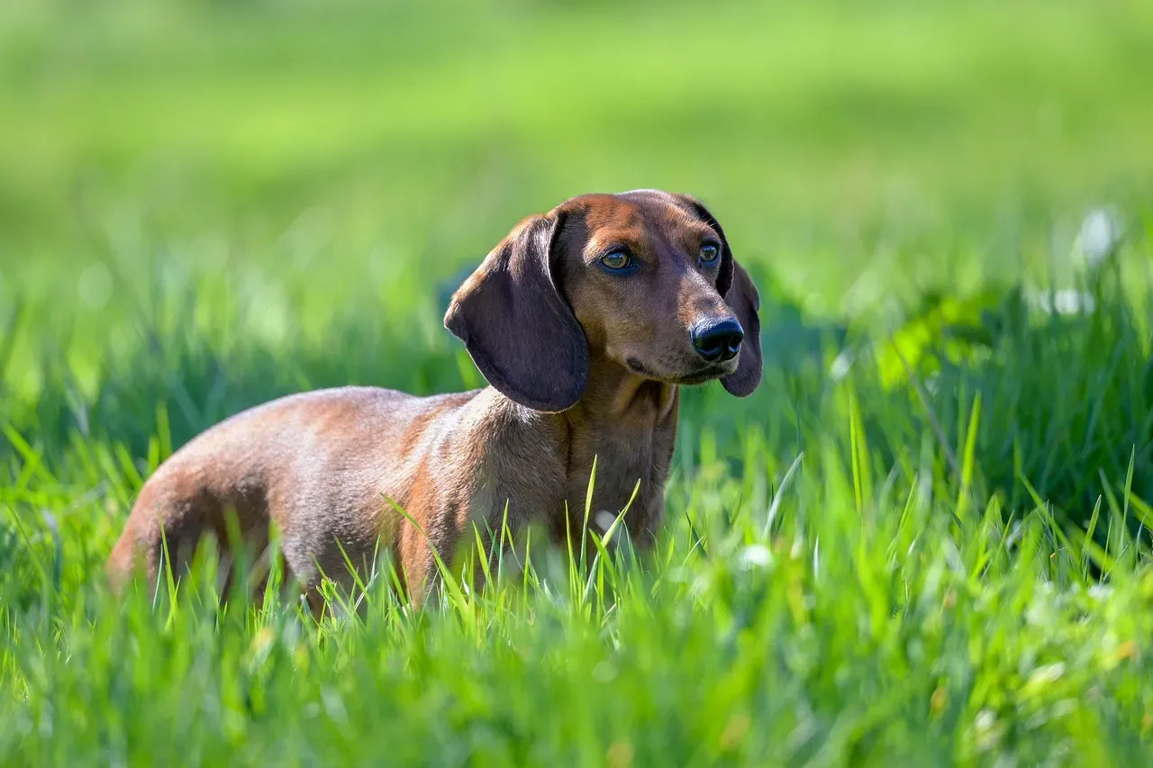 #6 Dachshund (Image Credits: Pixabay)
