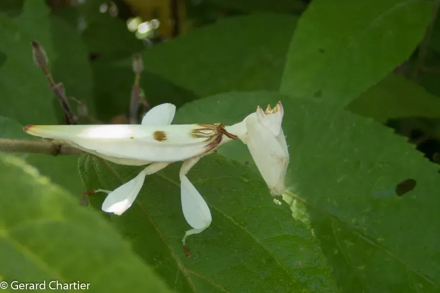 It's Not Actually Mimicking a Specific Orchid (Image Credits: Flickr)