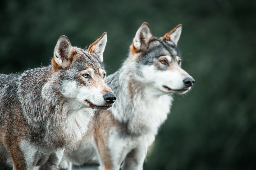 Monogamy as Survival Strategy (Image Credits: Unsplash)