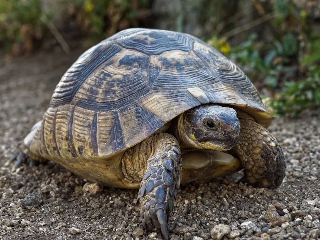 #3. The Desert Tortoise: A Living Time Capsule (Image Credits: Unsplash)