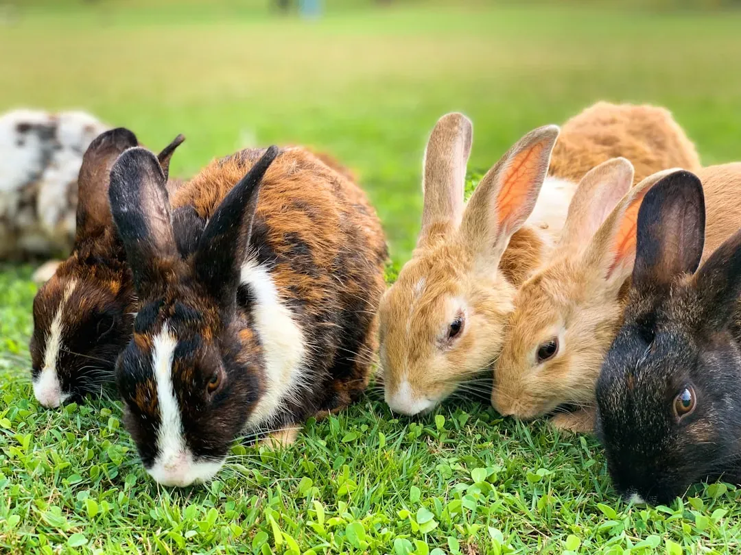 #13. Rabbits (Image Credits: Unsplash)