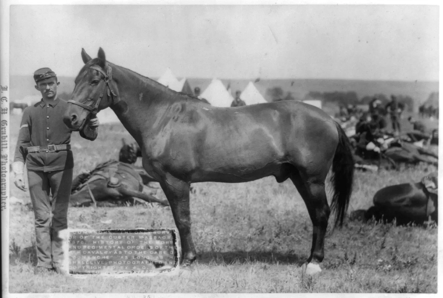 Comanche: The Lone Survivor of Custer's Last Stand (Image Credits: Wikimedia)