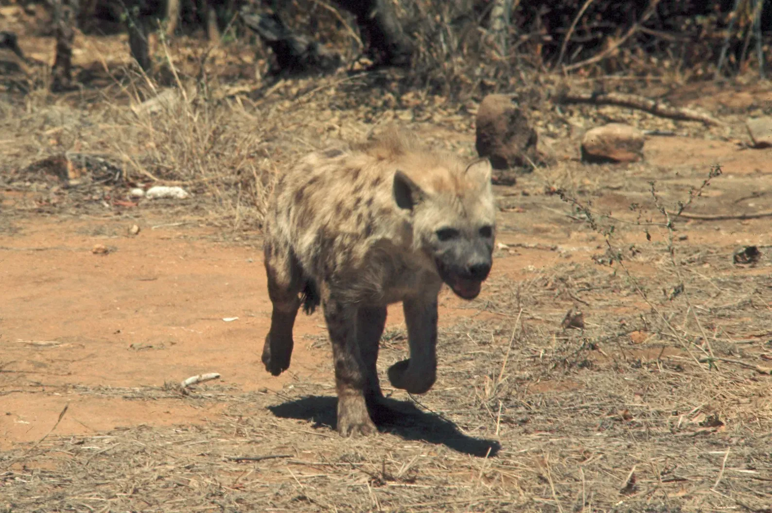 They're Crucial to Ecosystem Balance (Image Credits: Wikimedia)