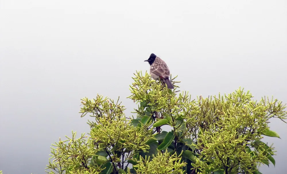 #7 - Tree Height Sorts Birds Like an Invisible Zoning Law (By Pattanaik, CC BY-SA 4.0)