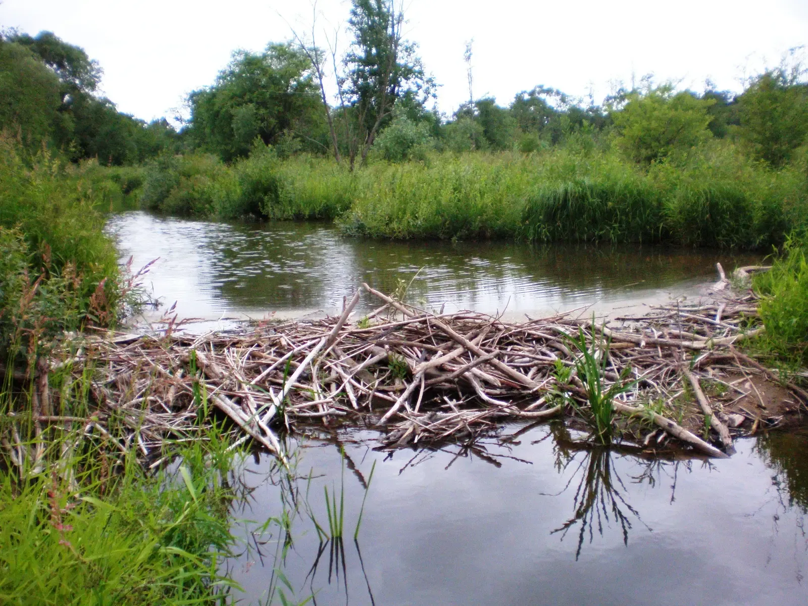 Ecosystem Engineers Shape Habitats for Other Species (Image Credits: Wikimedia)