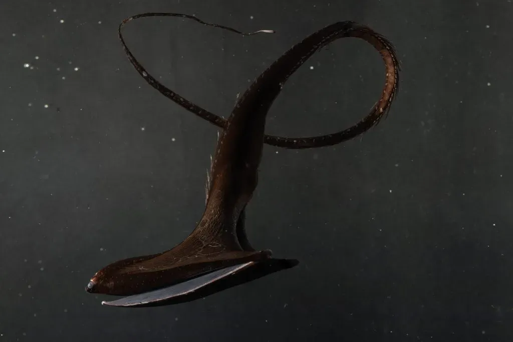 The Gulper Eel: A Mouth Beyond Reason (Image Credits: Source: https://twilightzone.whoi.edu/)