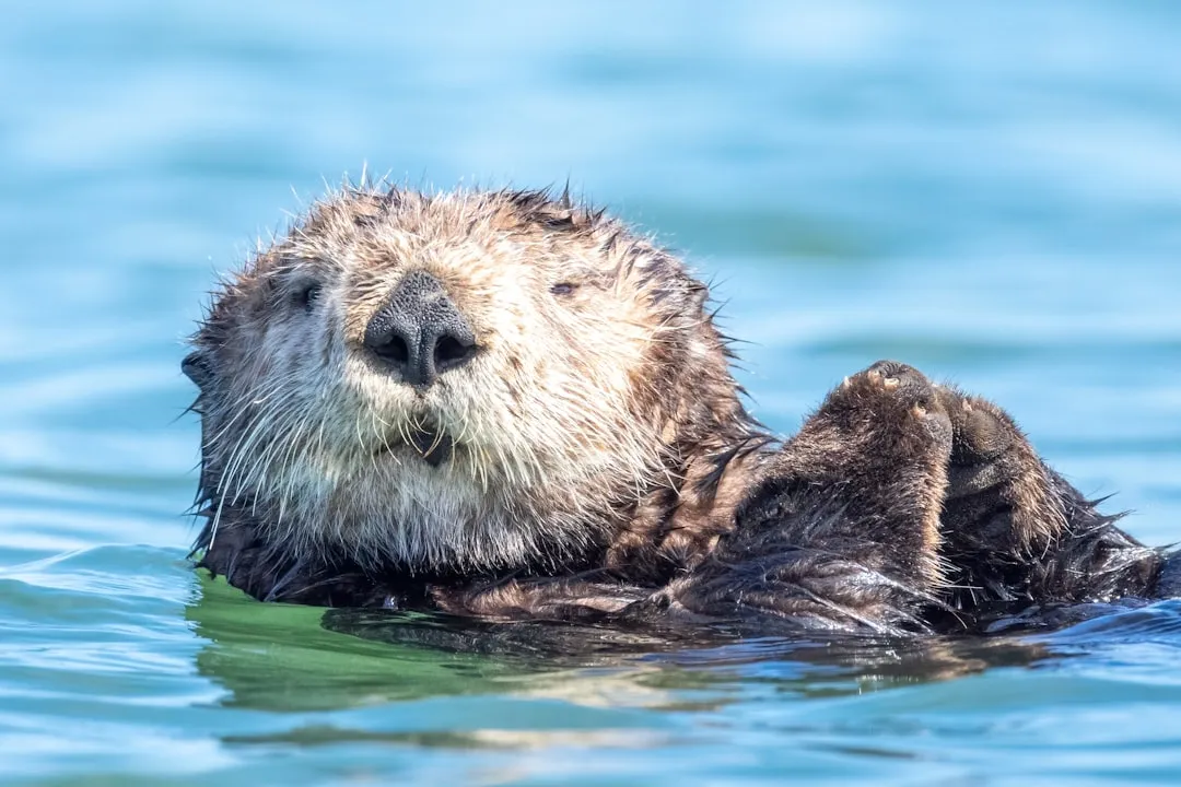 #12 Sea Otters and Kelp Forests: Predators as Protectors (Image Credits: Unsplash)