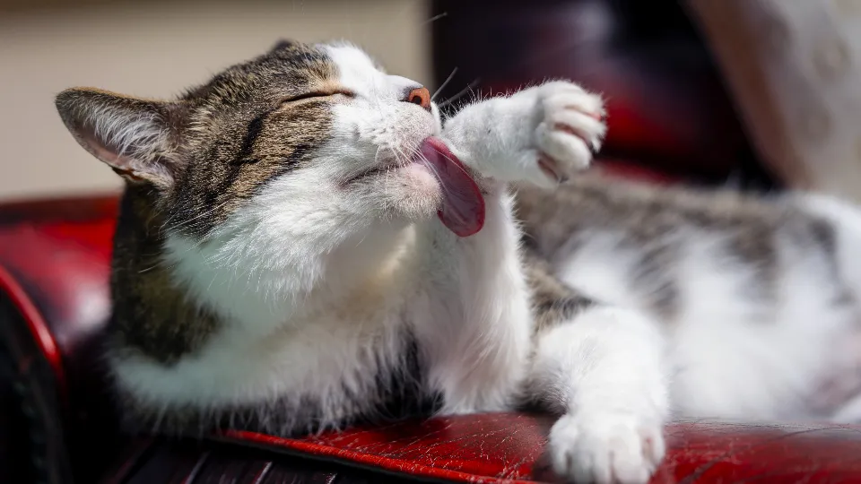 Grooming You: Sharing Affection (Image Credits: Stocksnap)