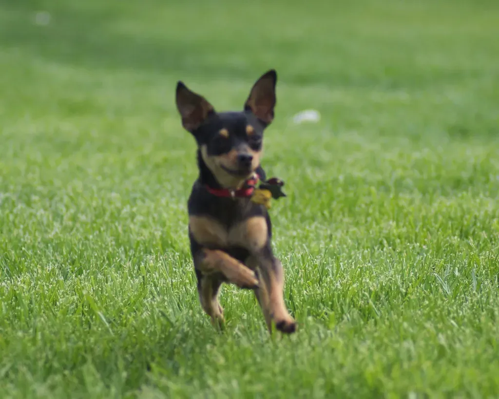 #17. Toy Manchester Terrier (sally9258, Flickr, CC BY 2.0)