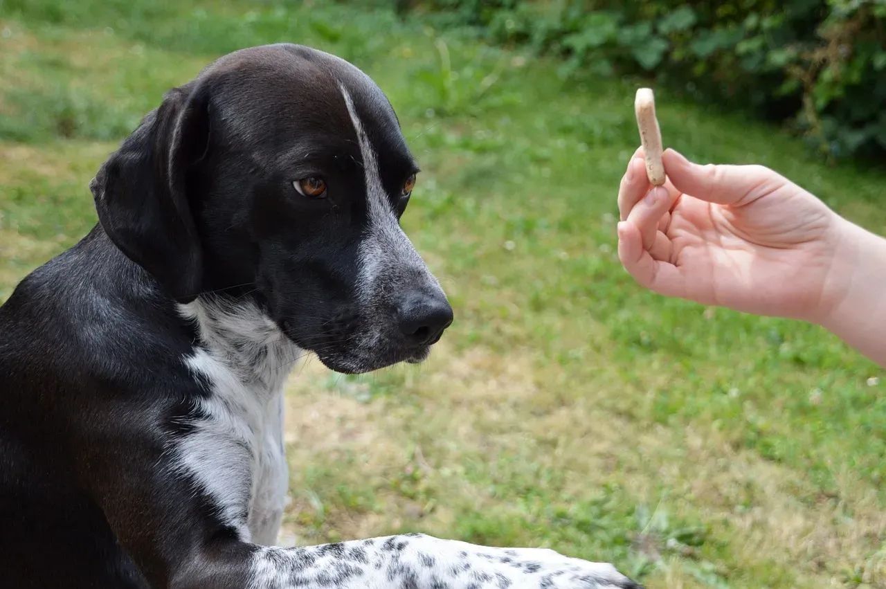 Conclusion: The Line Between Instinct and Learning Is Wonderfully Blurry (Image Credits: Pixabay)