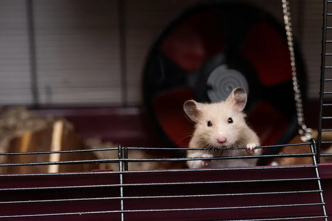 Hamsters: Quiet And Contained Companions (Image Credits: Unsplash)