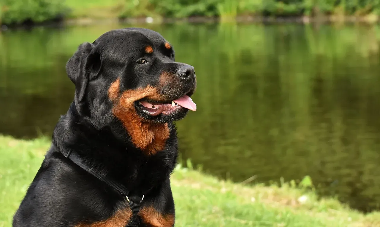 Libra Dogs: The Social Butterfly Who Needs the Peace (Image Credits: Pixabay)